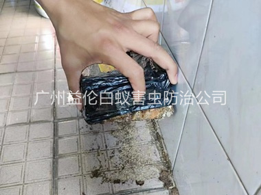 从化诱杀白蚁危害工程